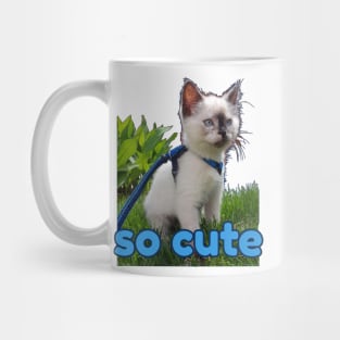 burmese little kitten, tortie Mug